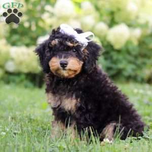 Ava, Bernedoodle Puppy