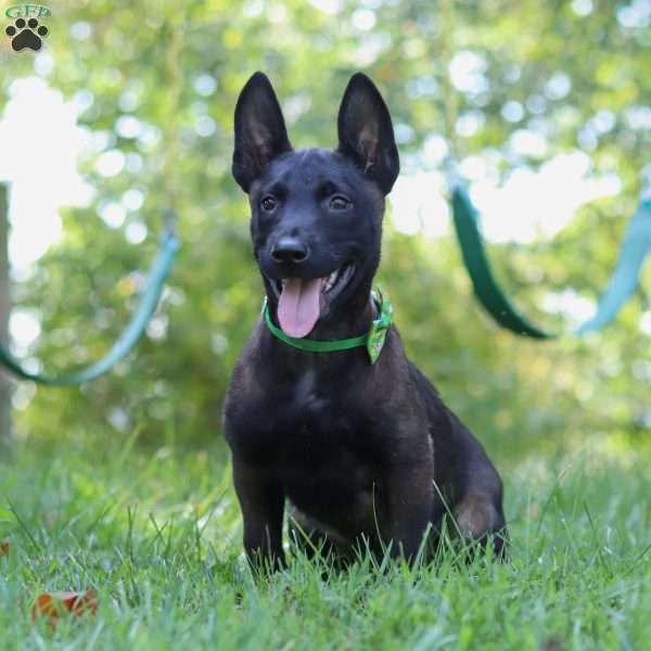 Axel, Belgian Malinois Puppy
