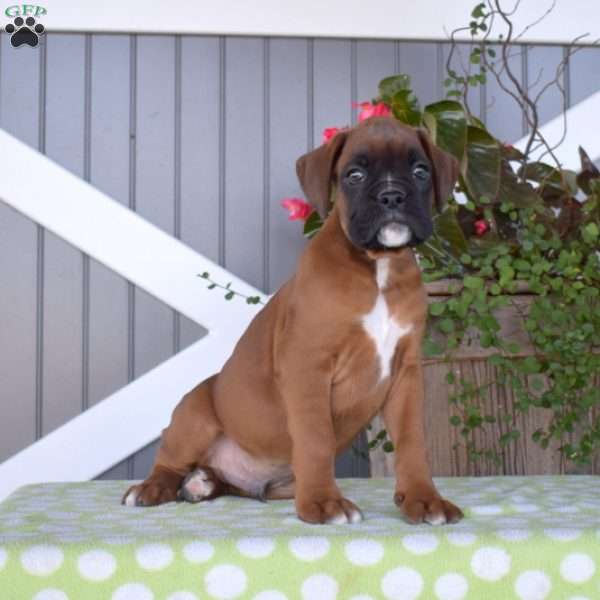Axel, Boxer Puppy