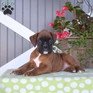 Axel, Boxer Puppy