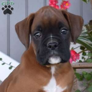 Axel, Boxer Puppy