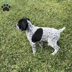 Bristol, German Shorthaired Pointer Puppy