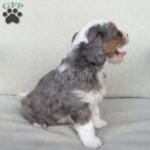 Jewel, Mini Bernedoodle Puppy