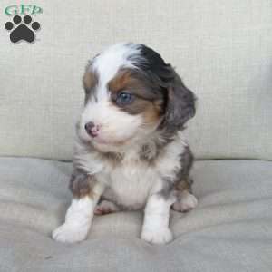 Jewel, Mini Bernedoodle Puppy