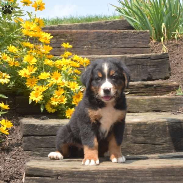 Badger, Bernese Mountain Dog Puppy