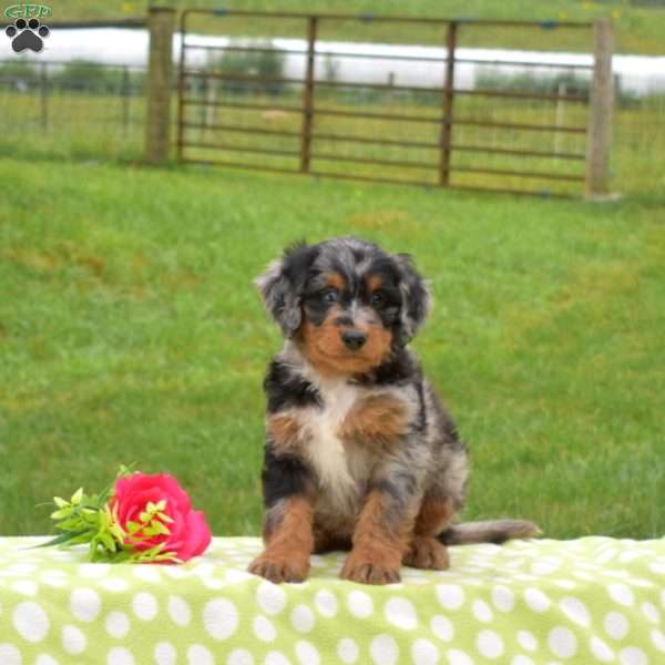 Badger, Mini Bernedoodle Puppy
