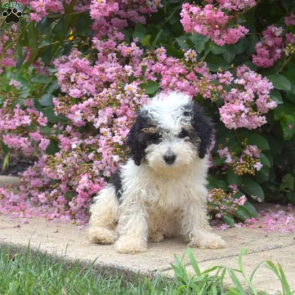 Badger, Mini Bernedoodle Puppy