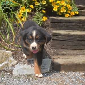 Badger, Bernese Mountain Dog Puppy