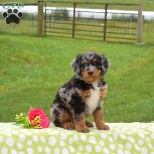 Badger, Mini Bernedoodle Puppy