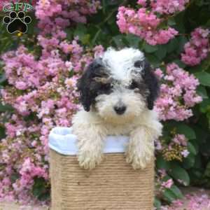Badger, Mini Bernedoodle Puppy