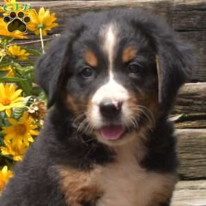 Badger, Bernese Mountain Dog Puppy