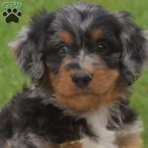 Badger, Mini Bernedoodle Puppy