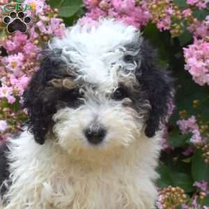 Badger, Mini Bernedoodle Puppy