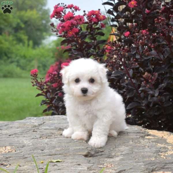 Bagel, Bichon Frise Puppy