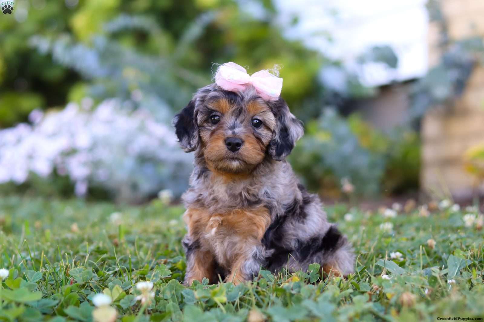 Bailey - Cavapoo Puppy For Sale in Ohio
