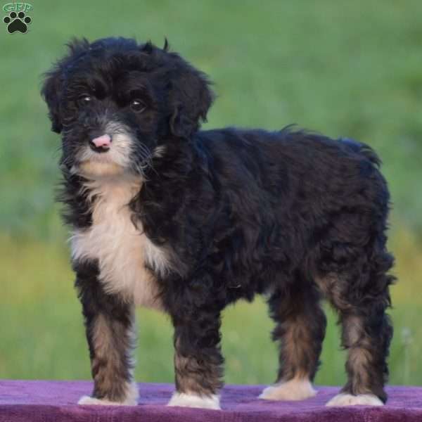 Bailey, Mini Bernedoodle Puppy