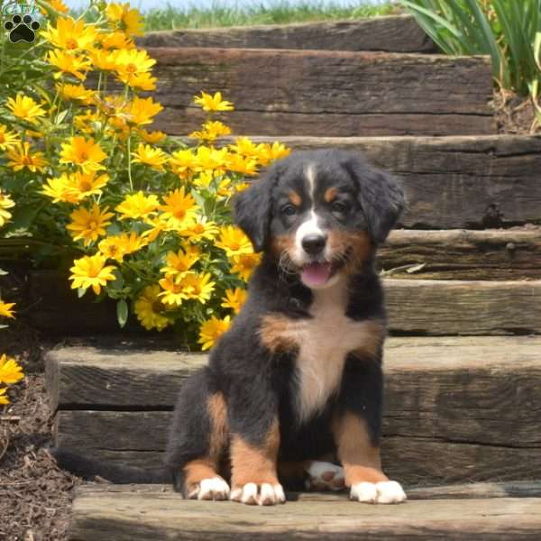 Bailey, Bernese Mountain Dog Puppy