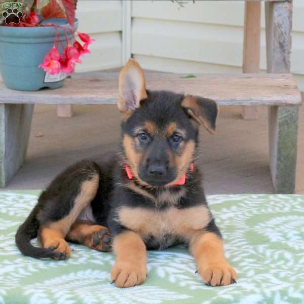 Bailey, German Shepherd Puppy
