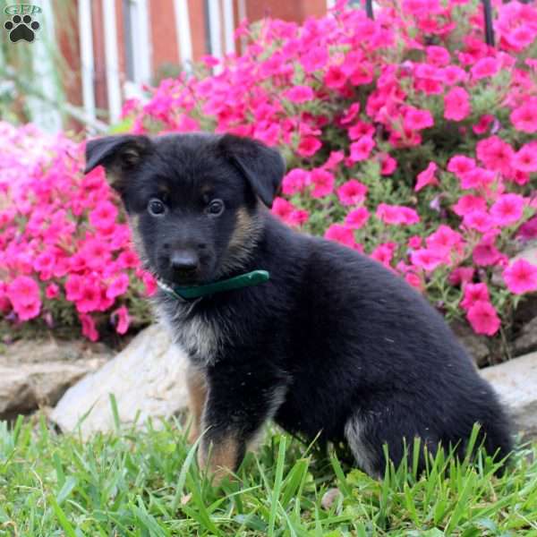Bailey, German Shepherd Puppy
