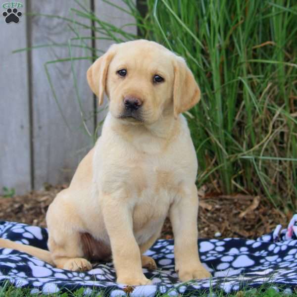 Bailey, Yellow Labrador Retriever Puppy