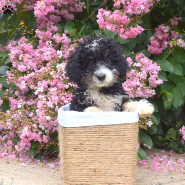 Bailey, Mini Bernedoodle Puppy