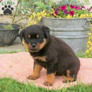 Bailey, Rottweiler Puppy