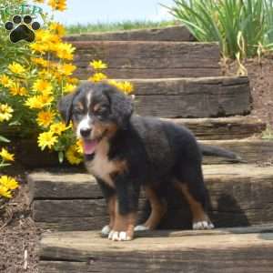 Bailey, Bernese Mountain Dog Puppy