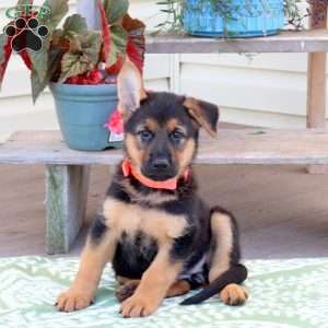 Bailey, German Shepherd Puppy