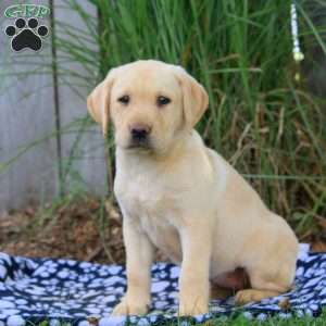 Bailey, Yellow Labrador Retriever Puppy