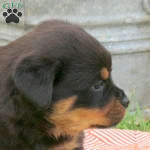 Bailey, Rottweiler Puppy