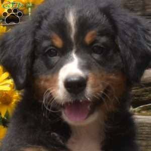 Bailey, Bernese Mountain Dog Puppy