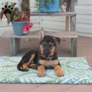 Bailey, German Shepherd Puppy