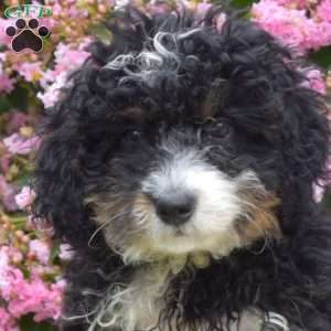 Bailey, Mini Bernedoodle Puppy