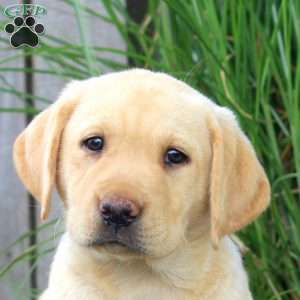 Bailey, Yellow Labrador Retriever Puppy