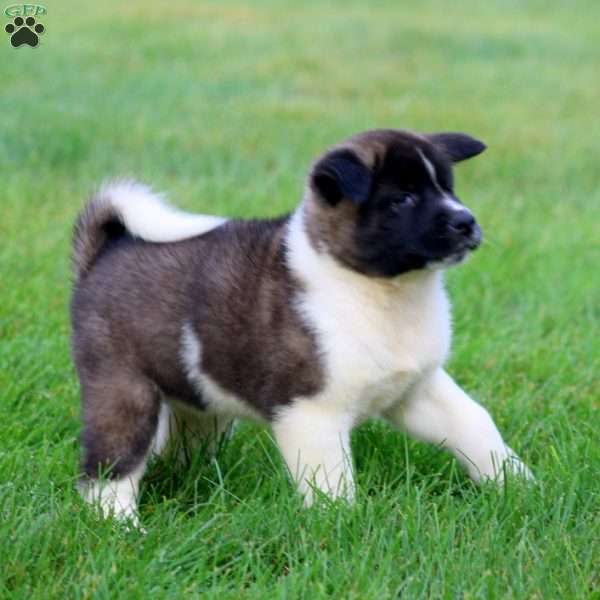 Bailey, Akita Puppy