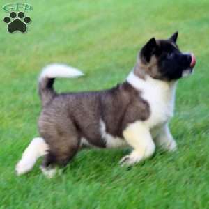 Bailey, Akita Puppy