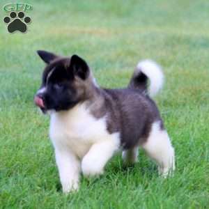 Bailey, Akita Puppy