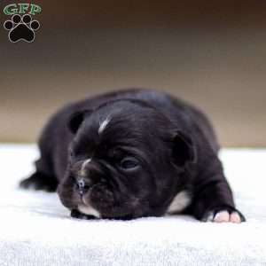 Bailey, Frenchton Puppy