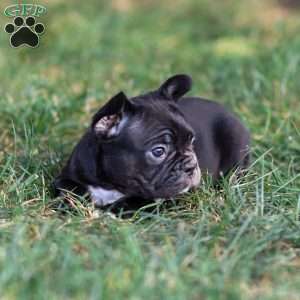 Bailey, Frenchton Puppy