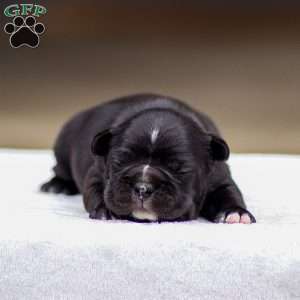 Bailey, Frenchton Puppy
