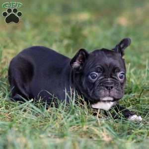 Bailey, Frenchton Puppy