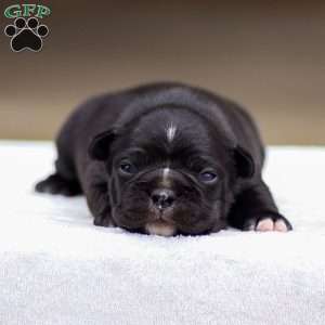 Bailey, Frenchton Puppy