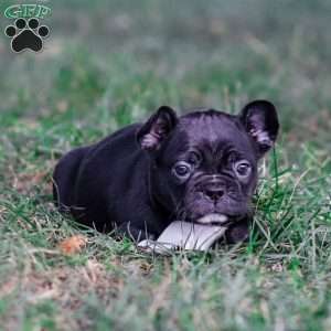 Bailey, Frenchton Puppy