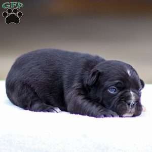 Bailey, Frenchton Puppy