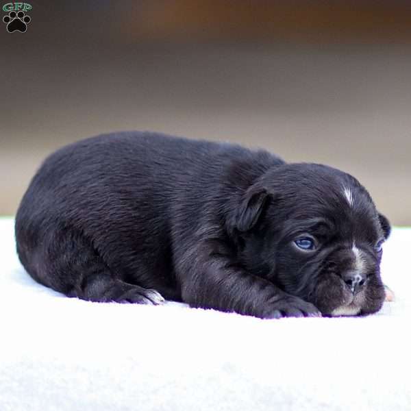 Bailey, Frenchton Puppy