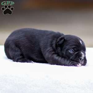 Bailey, Frenchton Puppy