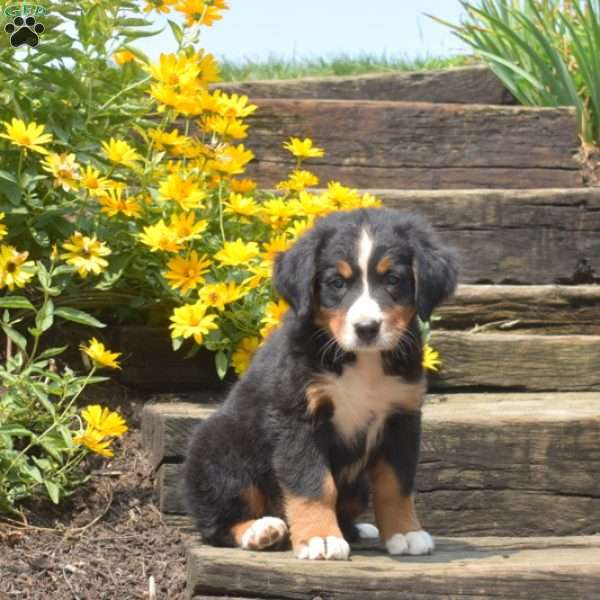 Bambi, Bernese Mountain Dog Puppy