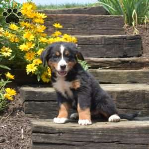 Bambi, Bernese Mountain Dog Puppy