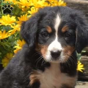 Bambi, Bernese Mountain Dog Puppy