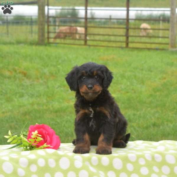 Bandit, Mini Bernedoodle Puppy